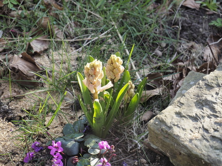 Hyacinth
