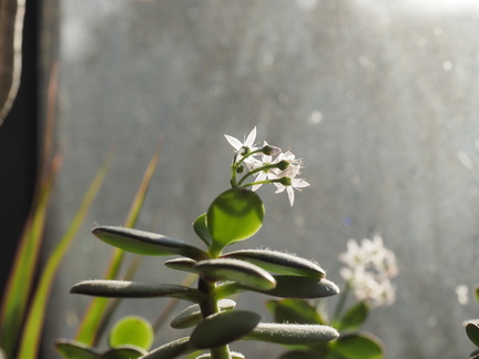 Jade plant flowers