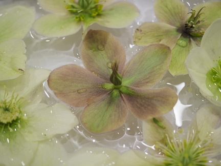 Hellebore