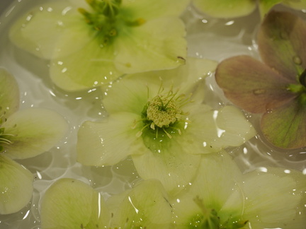 Hellebore
