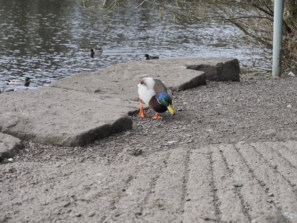 Mallard