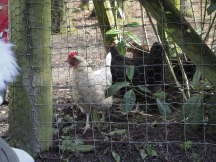 Chickens