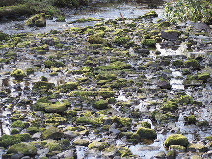 Mossy rocks