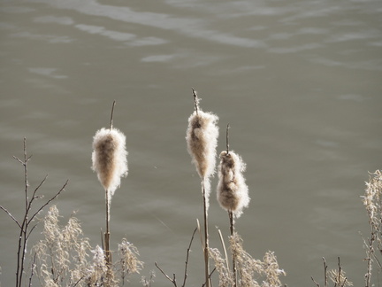 Cattails