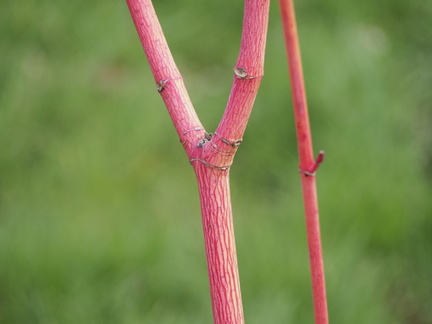 Acer stems
