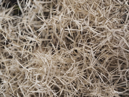 Grass