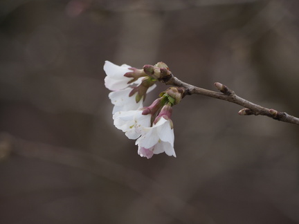 Cherry blossom