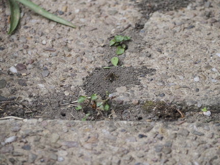 Ground-nesting bees or wasps