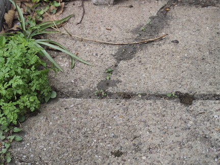 Ground-nesting bees or wasps
