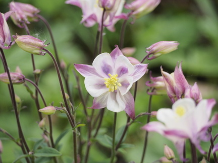 Aquilegia