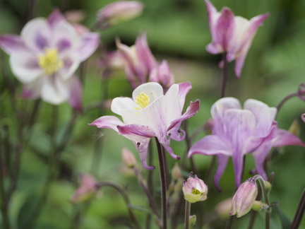 Aquilegia