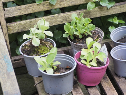Auricula