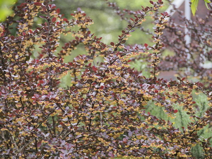 Berberis