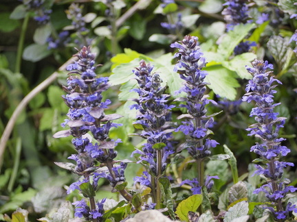 Ajuga