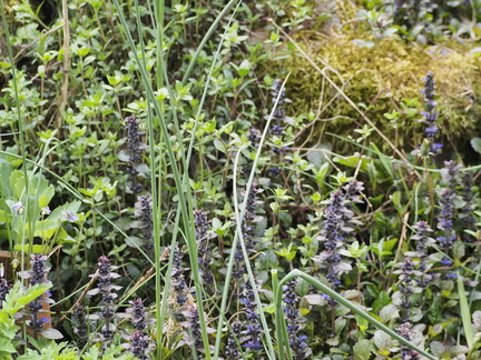 Ajuga