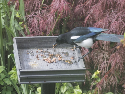 Magpie