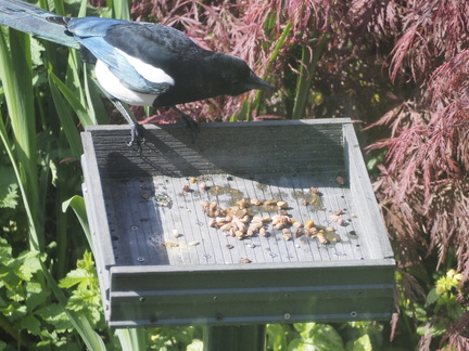 Magpie