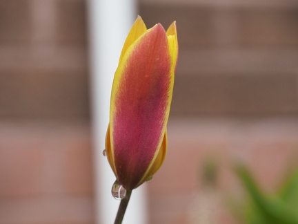 Tulip
