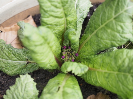 Japanese primula