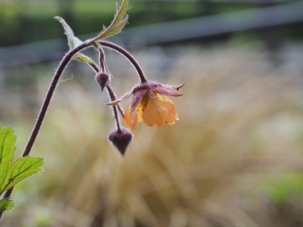 Geum