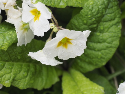 Primula