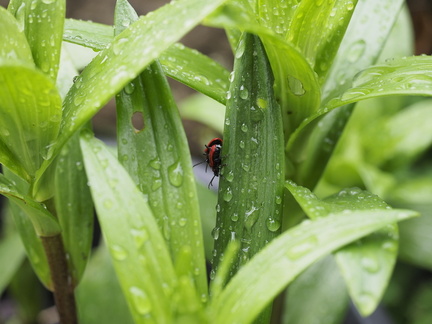 Lily beetles