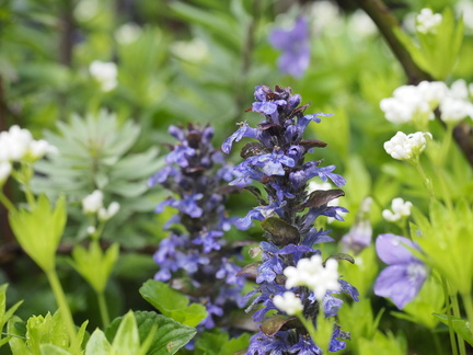 Ajuga
