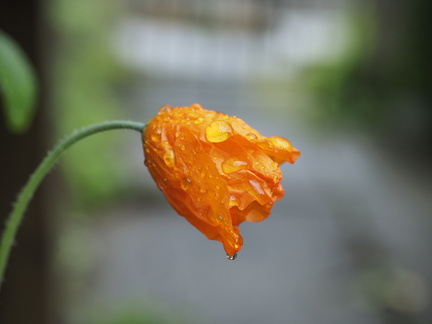Poppy