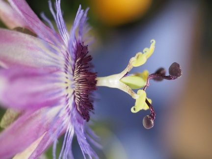 Passion flower
