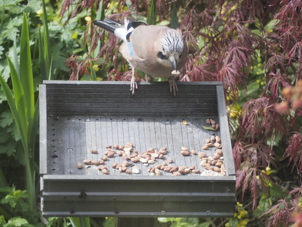 Jay