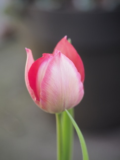 Tulip