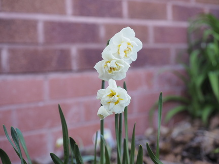 Daffodils