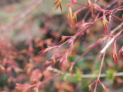 Acer