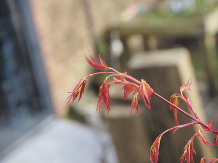 Acer