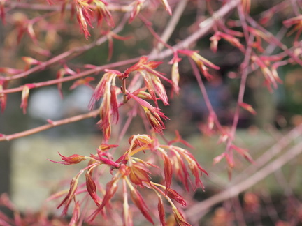 Acer