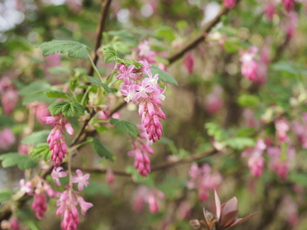 Currant
