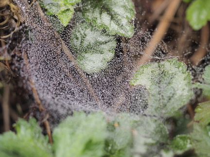Cobweb