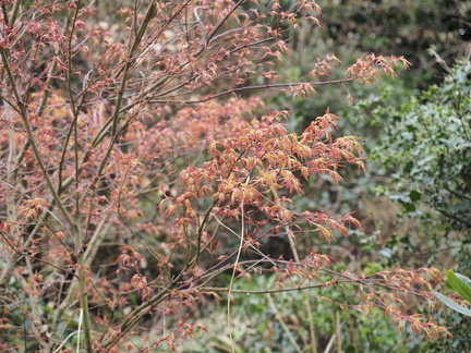 Acer
