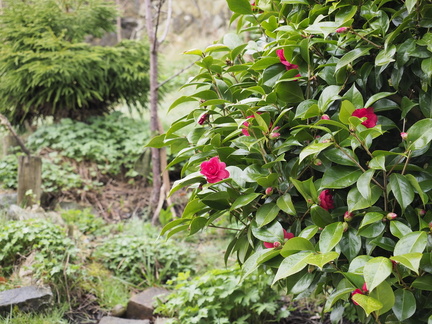 Camellia