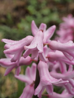 Hyacinth