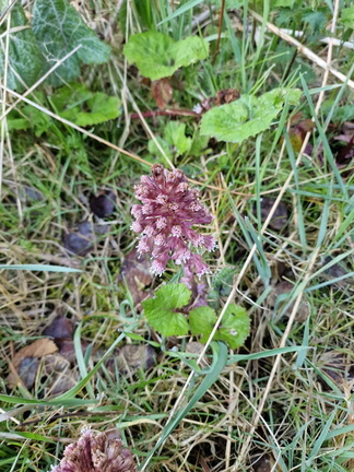 Petasites hybridus