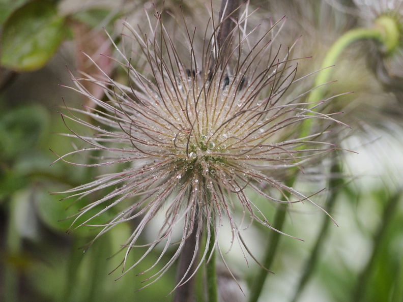Pulsatilla