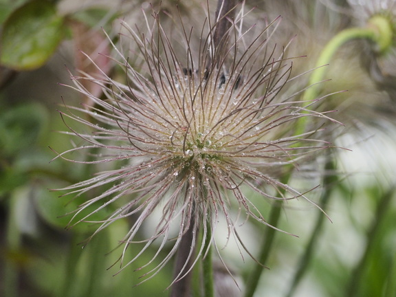 Pulsatilla