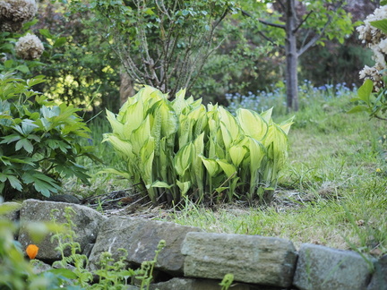 Hosta