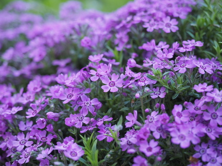 Phlox