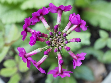 Primula japonica