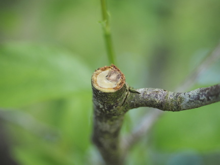 Rot in the damson