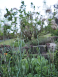 Baby spiders