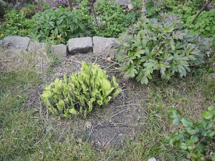 Hosta