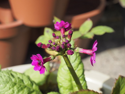 Primula japonica